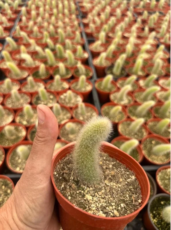 Monkey Tail Cactus Live Plant 4 inch Succulent Unique Green