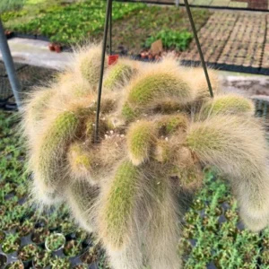 Monkey Tail Cactus Live Plant 4 inch Succulent Unique Green