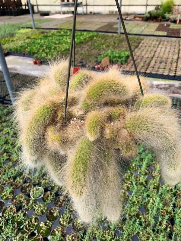 Monkey Tail Cactus Live Plant 4 inch Succulent Unique Green