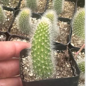 Monkey Tail Cactus Live Plant 4 inch Succulent Unique Green
