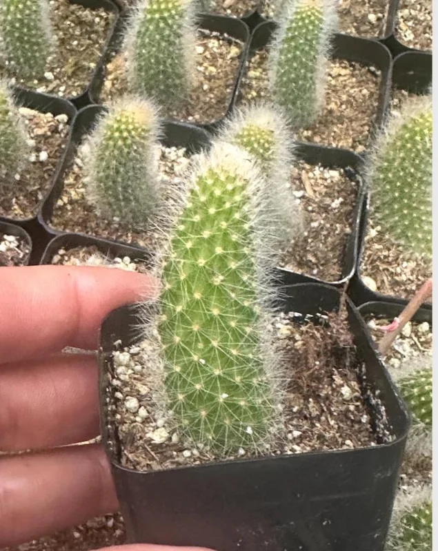 Monkey Tail Cactus Live Plant 4 inch Succulent Unique Green