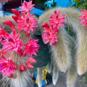 Monkey Tail Cactus Live Plant 4 inch Succulent Unique Green