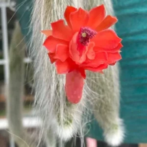 Monkey Tail Cactus Live Plant 4 inch Succulent Unique Green