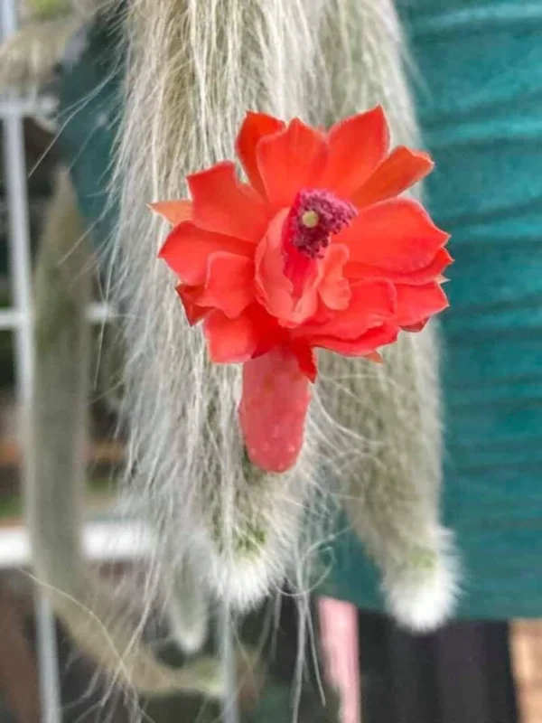 Monkey Tail Cactus Live Plant 4 inch Succulent Unique Green