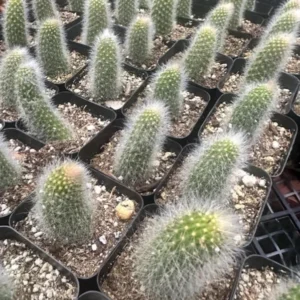 Monkey Tail Cactus Live Plant 4 inch Succulent Unique Green