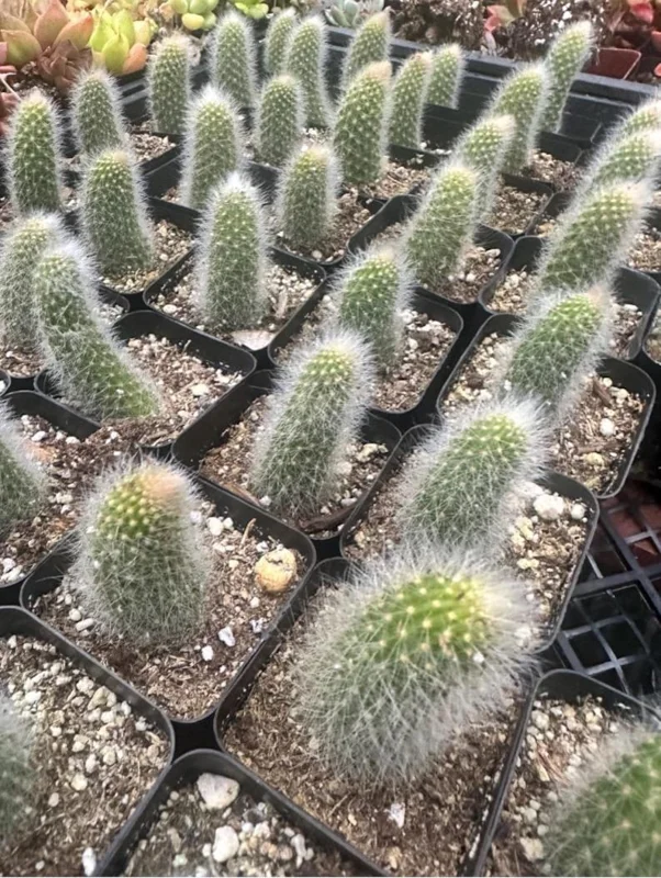 Monkey Tail Cactus Live Plant 4 inch Succulent Unique Green