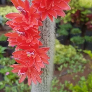 Monkey Tail Cactus Live Plant 4 inch Succulent Unique Green