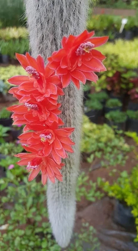 Monkey Tail Cactus Live Plant 4 inch Succulent Unique Green