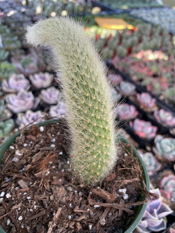 Monkey Tail Cactus Live Plant 4 inch Succulent Unique Green