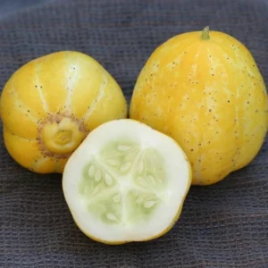 Lemon Cucumber Live Plant – Heirloom Vegetable – 4-7