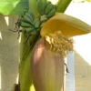 Musa Basjoo Banana Plants 4-8 Inches - Tropical Garden Plants