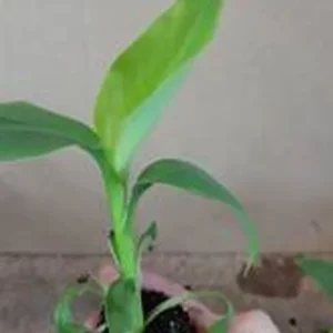 Musa Basjoo Banana Plants 4-8 Inches - Tropical Garden Plants