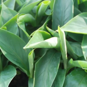 Musa Basjoo Banana Plants 4-8 Inches - Tropical Garden Plants