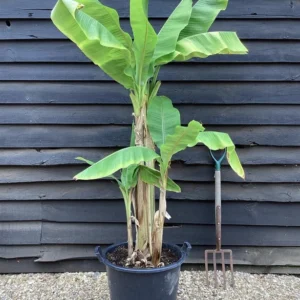 Musa Basjoo Banana Plants 4-8 Inches - Tropical Garden Plants