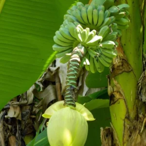 Musa Basjoo Banana Plants 4-8 Inches - Tropical Garden Plants
