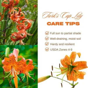 10 Turk’s Cap Lily Bulbs for Planting, Orange Tiger Lilies Bulbs, Hardy Perennial Lily Flowers for Gardening