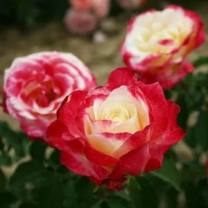 Rose Plant Live, Rose Bushes Ready To Plant, Fragrant Rose Flower, 5-9 Inc Tall, Well Rooted, No Pot, Rose Blooms