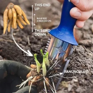 Ranunculus Bulbs Mix - 25 Corms for Planting - French Peony Buttercups