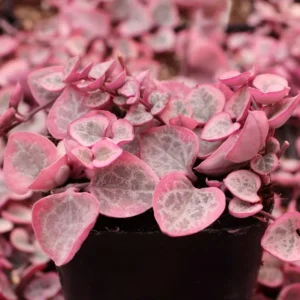 Ceropegia Woodii Variegated String of Hearts Succulent Plant 2 Inch Pot for Garden