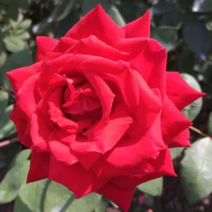 Rose Bush Live Plant Hybrid Tea Rose 5-9 Inch Red Fragrant Flowers