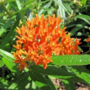Butterfly Milkweed Live Plants - Pack of 4 Asclepias Tuberosa Perennial Flowers for Gardens - Orange