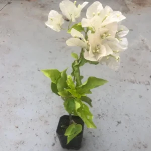 White Bougainvillea Live Plant – Flowering Plant – Outdoor – 5-10" Tall – Potted - Image 2