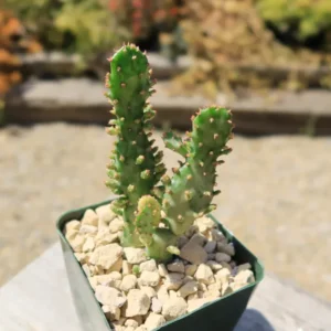 Opuntia Monacantha Variegata - Variegated Joseph's Coat Succulent Plant 2 Inch Pot for Garden