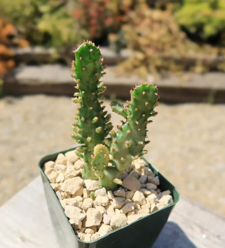 Opuntia Monacantha Variegata - Variegated Joseph's Coat Succulent Plant 2 Inch Pot for Garden