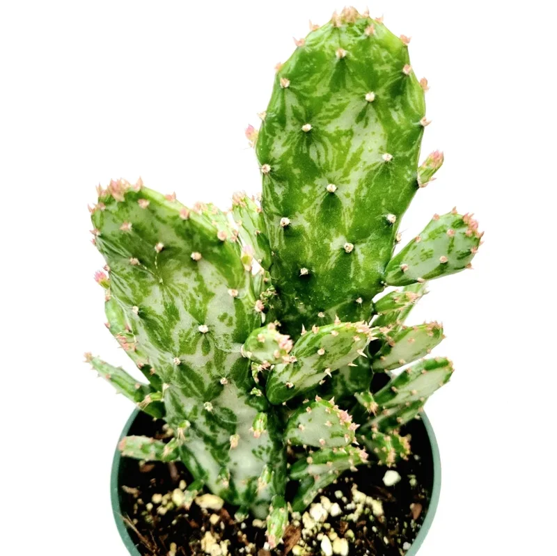 Opuntia Monacantha Variegata - Variegated Joseph's Coat Succulent Plant 2 Inch Pot for Garden
