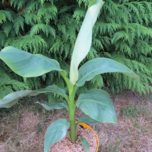 Musa Basjoo Banana Plants 4-8 Inches - Tropical Garden Plants
