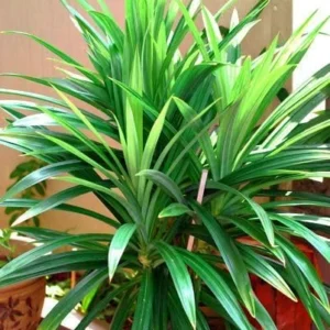 Pandan Plant Live, Indoors Out Live Plant 2.5