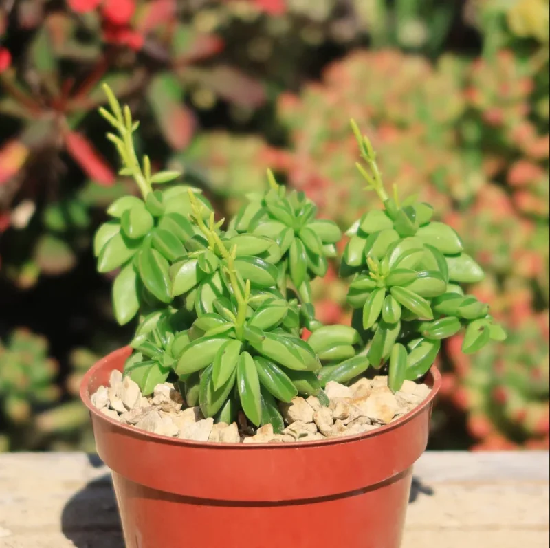 Peperomia Axillaris Succulent Live Plant 2 Inch for Home Office Garden Decor