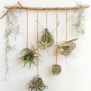 12 Tillandsia Air Plants Live Succulents Assorted Variety Indoor Plants for Decoration Terrariums Office