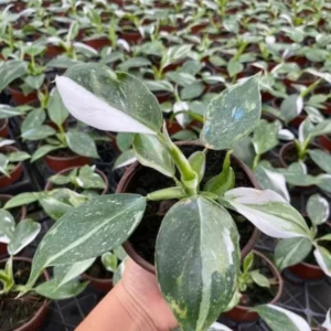 Philodendron White Princess Live Plant - 5-9