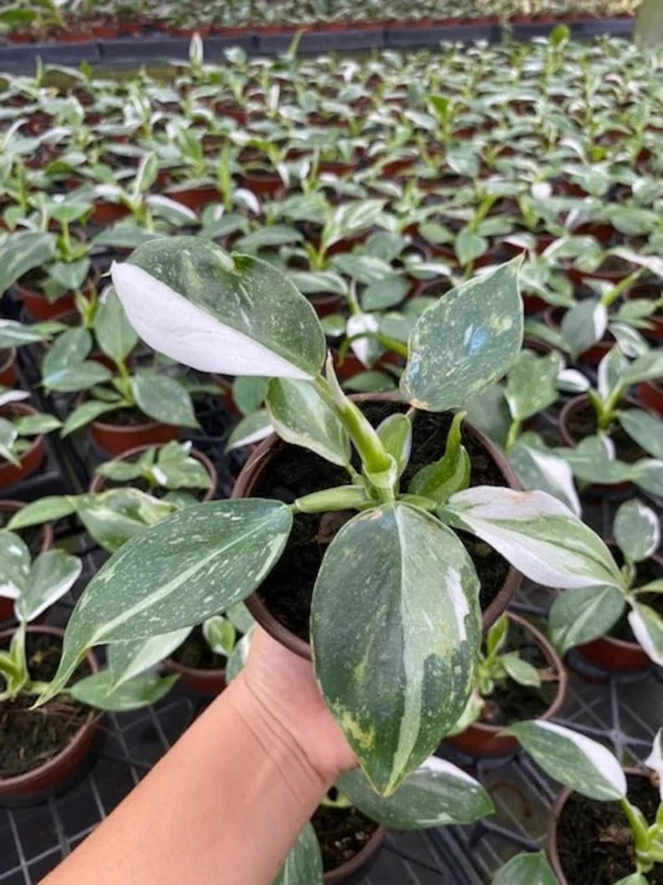 Philodendron White Princess Live Plant - 5-9" Rare Indoor Houseplant