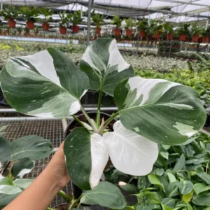 Philodendron White Princess Live Plant - 5-9