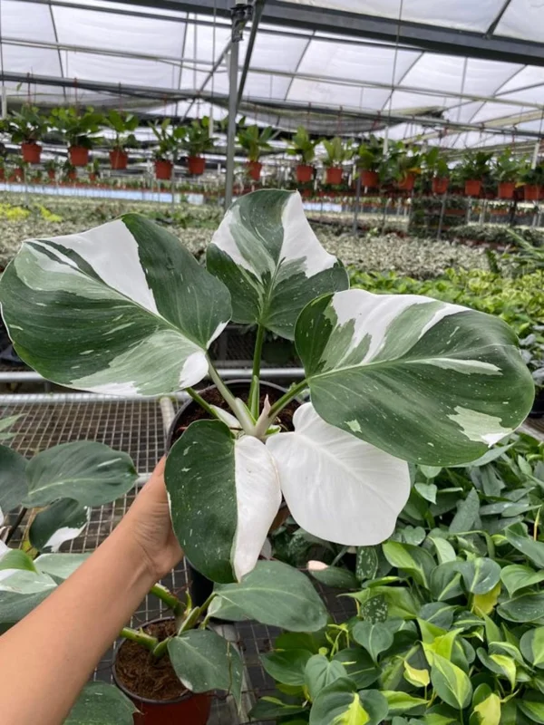 Philodendron White Princess Live Plant - 5-9" Rare Indoor Houseplant