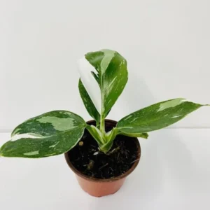 Philodendron White Princess Live Plant - 5-9