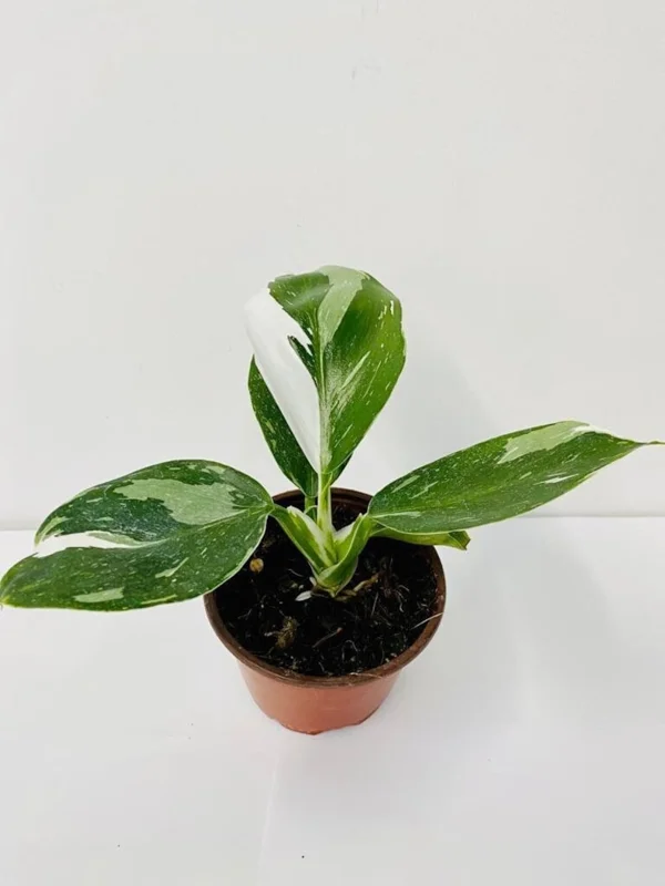 Philodendron White Princess Live Plant - 5-9" Rare Indoor Houseplant