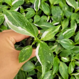 Philodendron White Princess Live Plant - 5-9