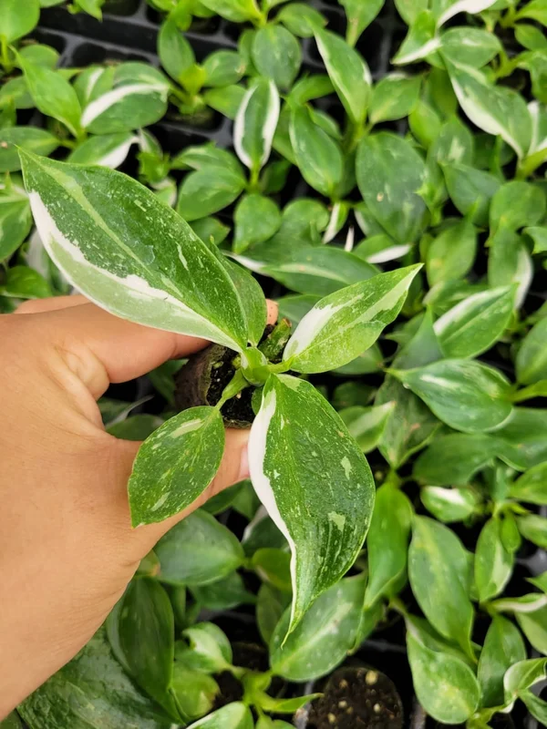 Philodendron White Princess Live Plant - 5-9" Rare Indoor Houseplant