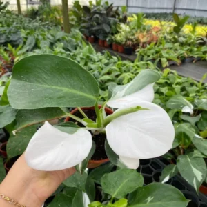 Philodendron White Princess Live Plant - 5-9