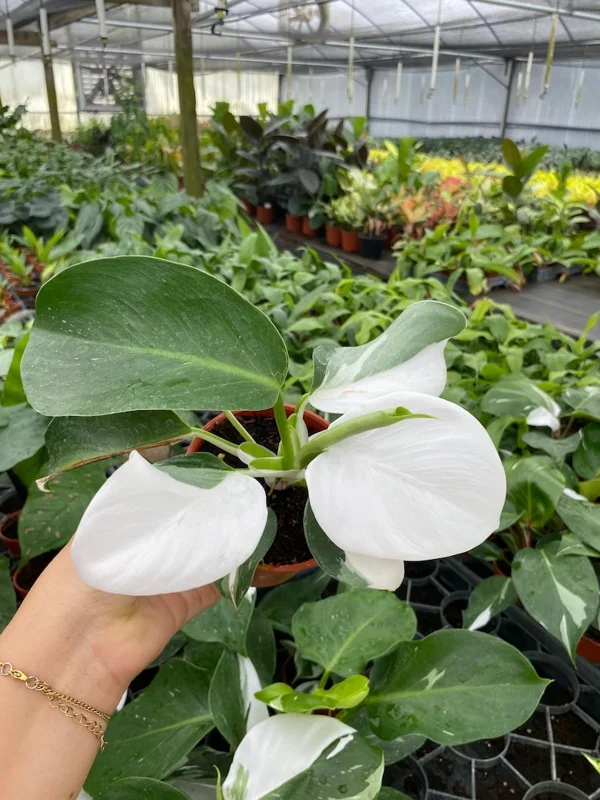 Philodendron White Princess Live Plant - 5-9" Rare Indoor Houseplant