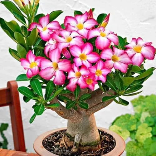 Pink Desert Rose Plant Live 4-7" Adenium Obesum Well-Rooted Succulent Indoor Outdoor Display