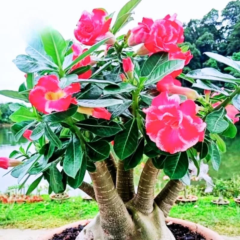 Pink Desert Rose Plant Live 4-7" Adenium Obesum Well-Rooted Succulent Indoor Outdoor Display