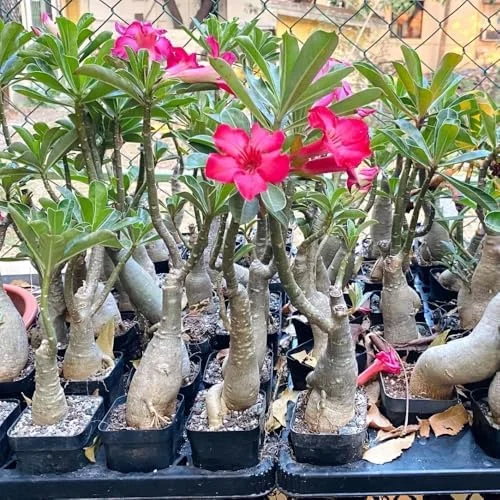 Pink Desert Rose Plant Live 4-7" Adenium Obesum Well-Rooted Succulent Indoor Outdoor Display