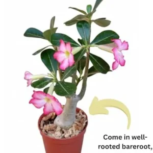 Pink Desert Rose Plant Live 4-7