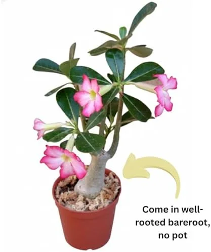 Pink Desert Rose Plant Live 4-7" Adenium Obesum Well-Rooted Succulent Indoor Outdoor Display