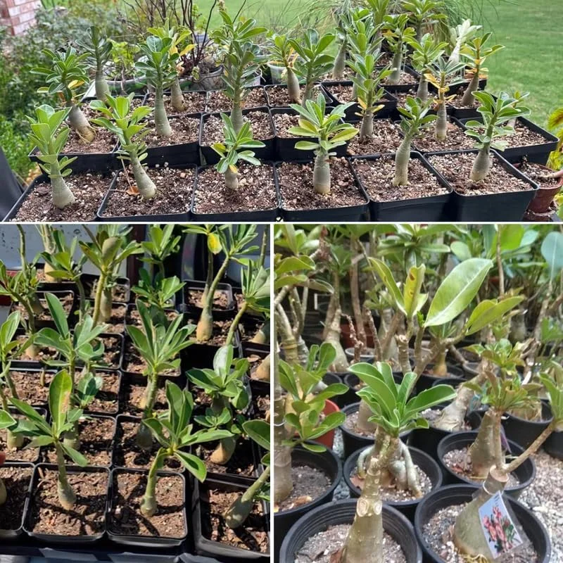 Pink Desert Rose Plant Live 4-7" Adenium Obesum Well-Rooted Succulent Indoor Outdoor Display