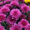 Pink Mum Plant Live - 4 to 6 Inch Hardy Chrysanthemum Perennial for Home Garden